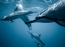 江南体育平台-欧联杯意甲回声：米兰红星勾起往事 丰塞卡遇旧主